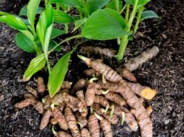 Coltivare la Curcuma