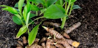 Coltivare la Curcuma
