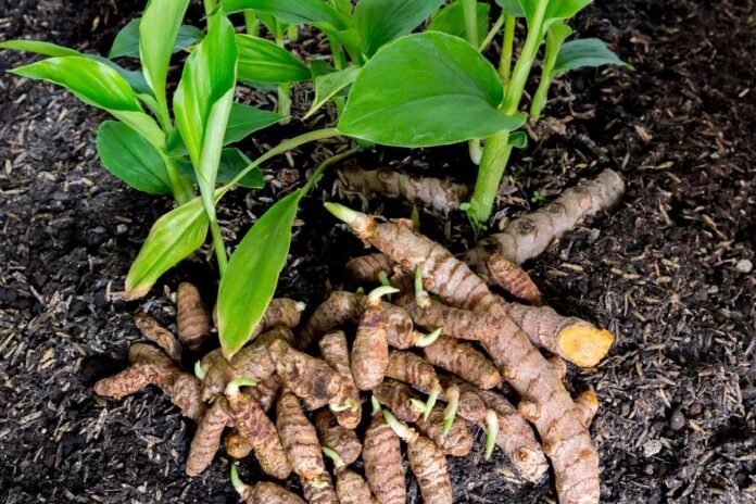 Coltivare la Curcuma