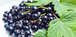 Cortisone, Lo Sai Che Esistono Alternative Naturali