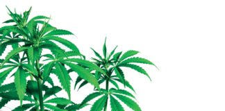 CBD per Dimagrire