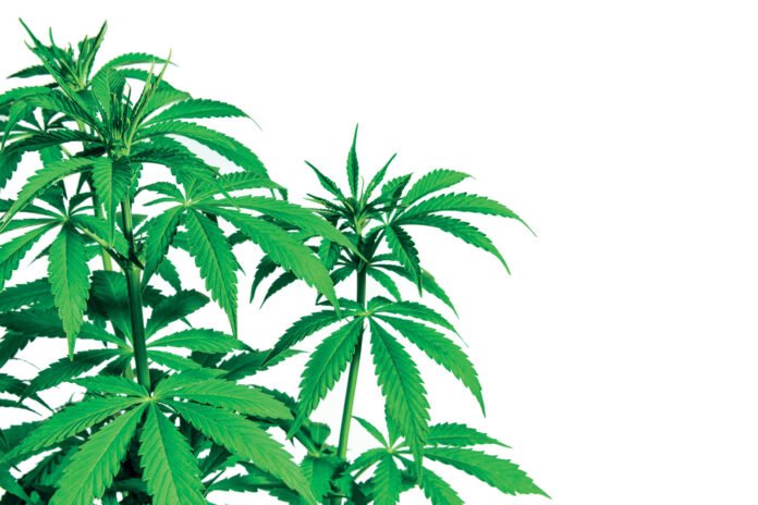 CBD per Dimagrire