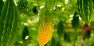 Cavolo Amaro, Melone Amaro, Karela