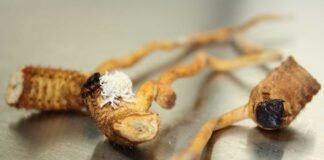 Cordyceps Sinensis