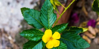 Damiana