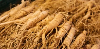 Ginseng