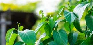 Gymnema Sylvestre, Proprietà, Benefici e Usi
