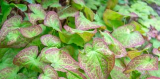Horny Goat Weed