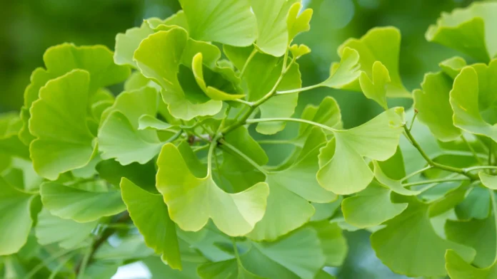 I Benefici del Ginkgo Biloba