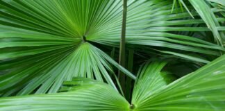 Serenoa Repens