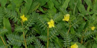 Tribulus Terrestris