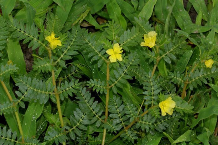 Tribulus Terrestris