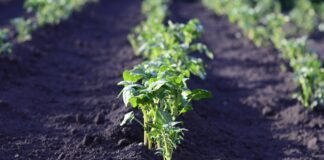 Agricoltura Rigenerativa