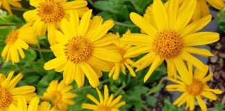Arnica