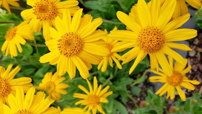 Arnica