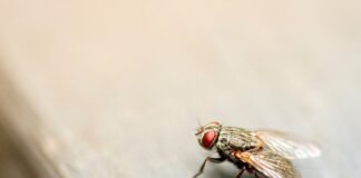 Eliminare le Mosche