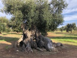 Albero secolare di Olivo
