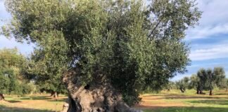 Albero secolare di Olivo